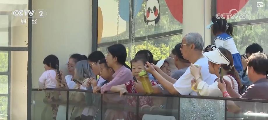 暑期旅游热 去秦岭看熊猫成为消费新热潮