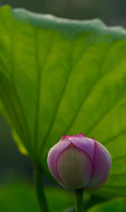 好运莲莲！圆明园的荷花头像上新了