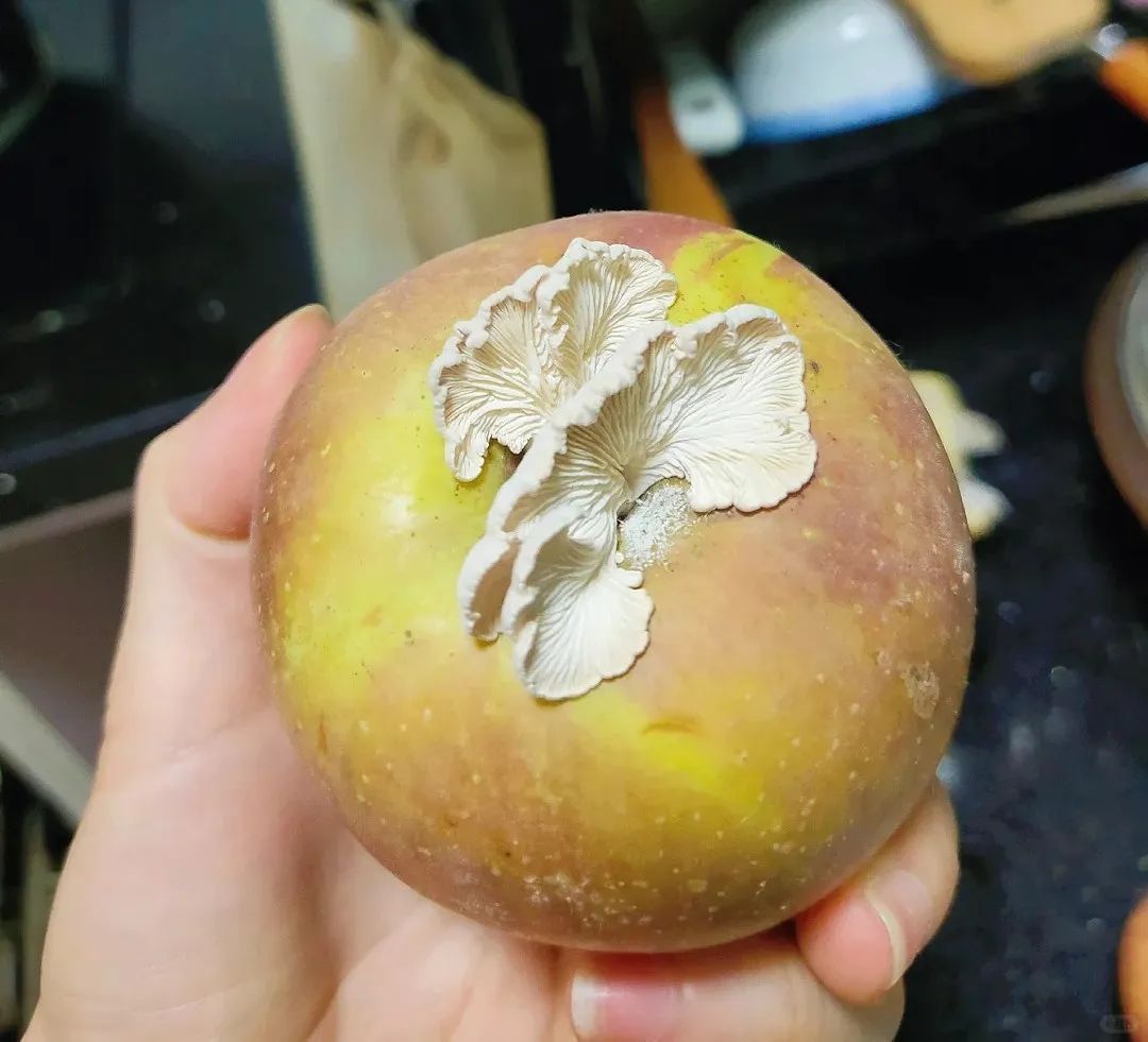 苹果上长出的蘑菇竟然能吃！网友收到最新栽培的苹果白参菌