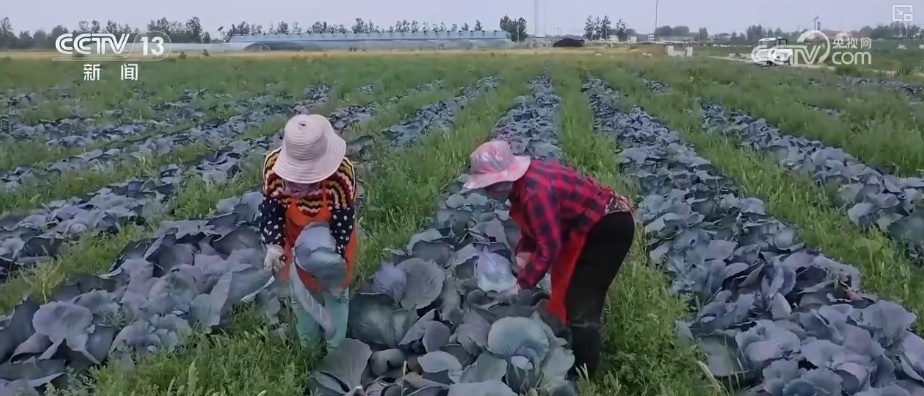 加大调货、预冷储藏运输,百姓夏日餐桌新鲜蔬菜供应有基础 加大调货、预冷储藏运输,百姓夏日餐桌新鲜蔬菜供应有基础