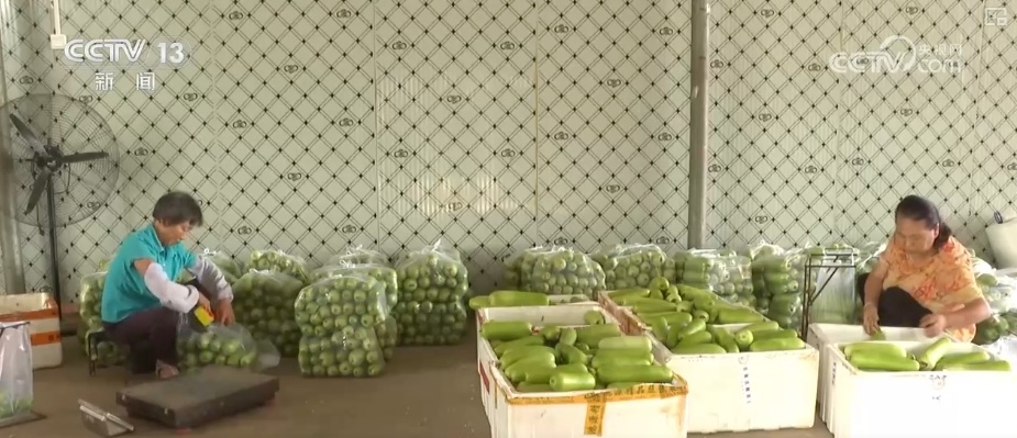 加大调货、预冷储藏运输,百姓夏日餐桌新鲜蔬菜供应有基础 加大调货、预冷储藏运输,百姓夏日餐桌新鲜蔬菜供应有基础