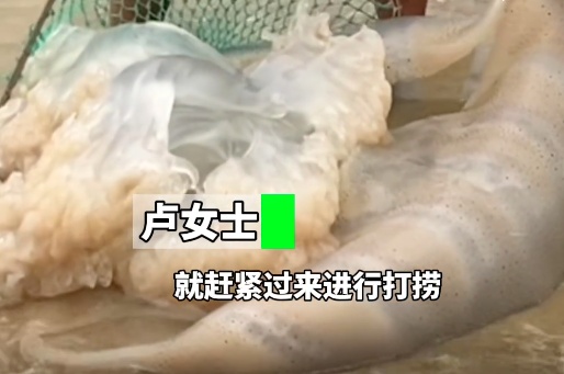 深圳海滩惊现！有剧毒，严重可致命！