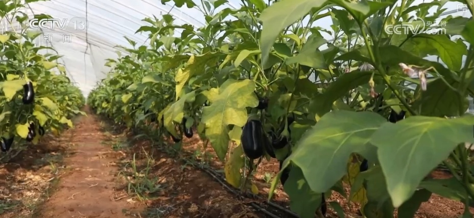 加大调货、预冷储藏运输,百姓夏日餐桌新鲜蔬菜供应有基础 加大调货、预冷储藏运输,百姓夏日餐桌新鲜蔬菜供应有基础