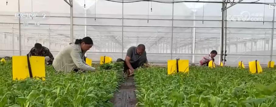 高温+降雨带动蔬菜价格上涨 多渠道补货保量确保市民“菜篮子”拎得稳