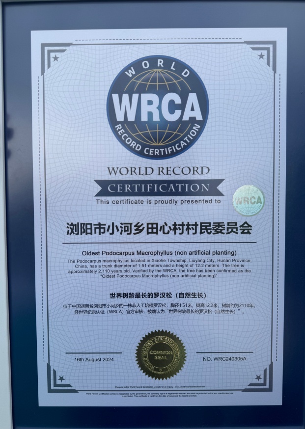 2110岁！世界树龄最长罗汉松在长沙浏阳