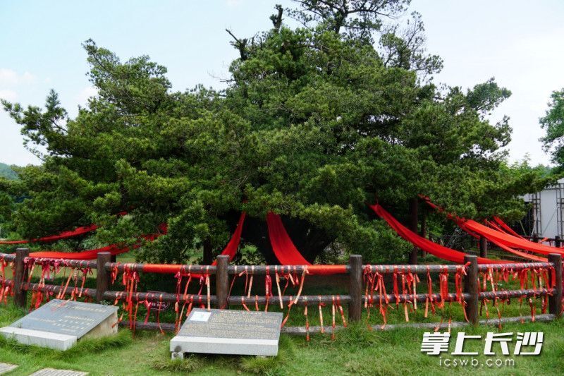 2110岁！世界树龄最长罗汉松在长沙浏阳