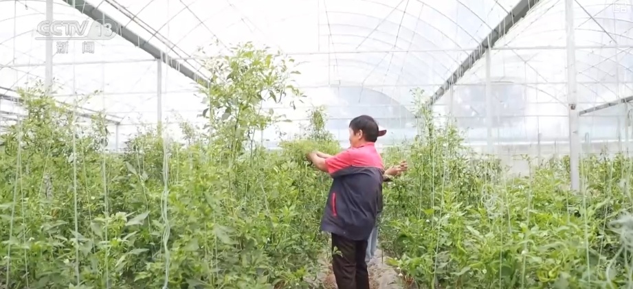 加大调货、预冷储藏运输,百姓夏日餐桌新鲜蔬菜供应有基础 加大调货、预冷储藏运输,百姓夏日餐桌新鲜蔬菜供应有基础