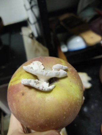 红遍全网的“果菌王”有了首批“后代”！她最先尝鲜