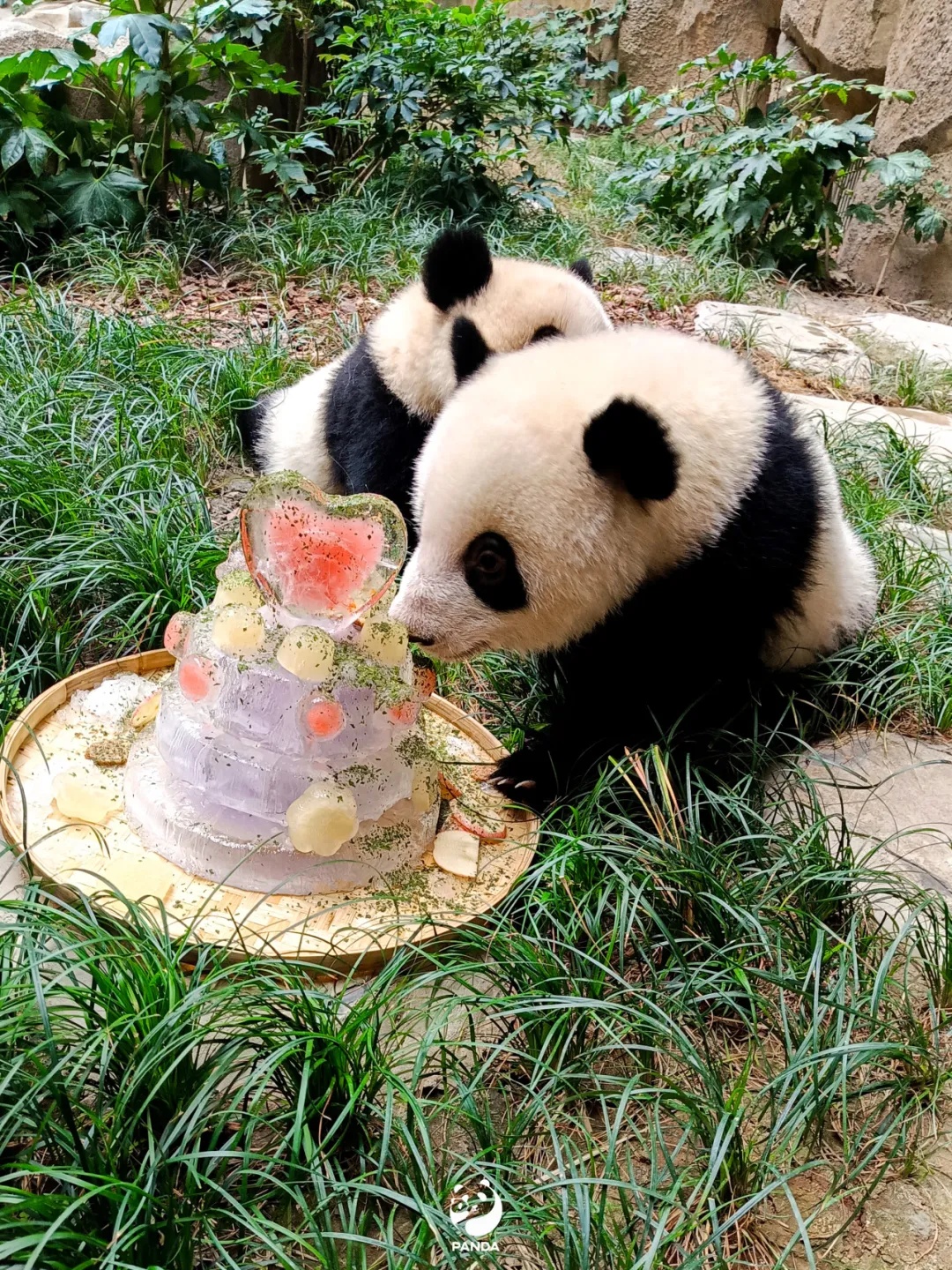 痛心！官方证实：“福茹”已于昨日凌晨离世