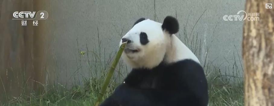 暑期旅游热 去秦岭看熊猫成为消费新热潮