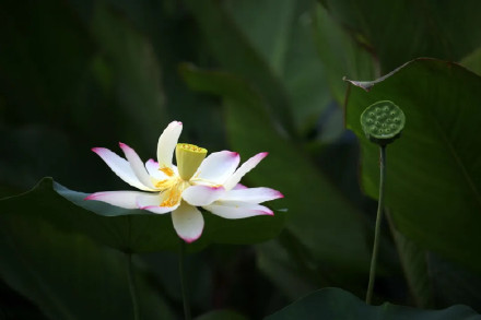 好运莲莲！圆明园的荷花头像上新了