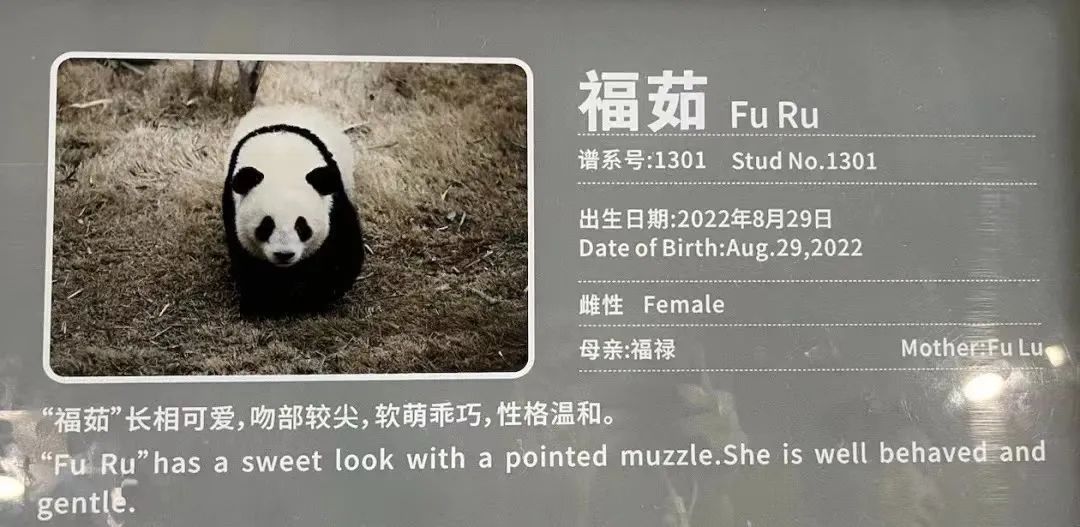 痛心！官方证实：“福茹”已于昨日凌晨离世