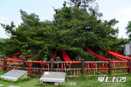 2110岁！最高寿的罗汉松在这里，获世界纪录认证