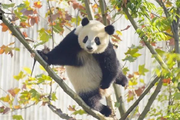 “福茹”凌晨去世，还未满2周岁！死因公布