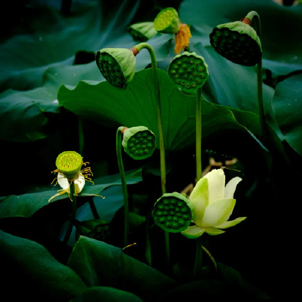 好运莲莲！圆明园的荷花头像上新了