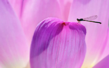 好运莲莲！圆明园的荷花头像上新了