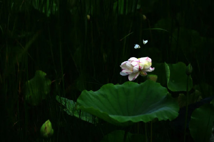 好运莲莲！圆明园的荷花头像上新了