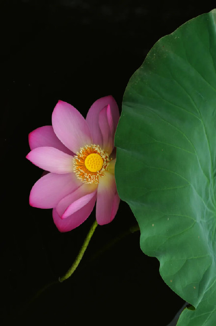 好运莲莲！圆明园的荷花头像上新了