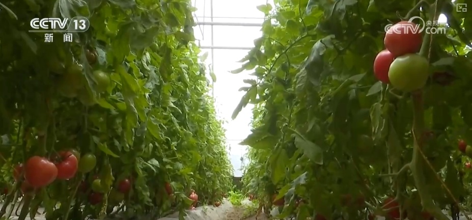 加大调货、预冷储藏运输,百姓夏日餐桌新鲜蔬菜供应有基础 加大调货、预冷储藏运输,百姓夏日餐桌新鲜蔬菜供应有基础