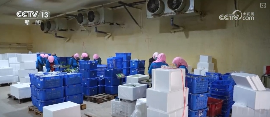 加大调货、预冷储藏运输,百姓夏日餐桌新鲜蔬菜供应有基础 加大调货、预冷储藏运输,百姓夏日餐桌新鲜蔬菜供应有基础