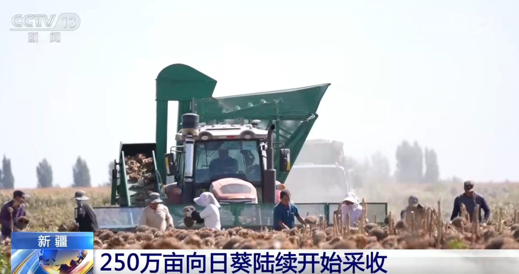 沙漠腹地养海鱼、小瓜子成大产业 “烟火气”中的新疆生机盎然