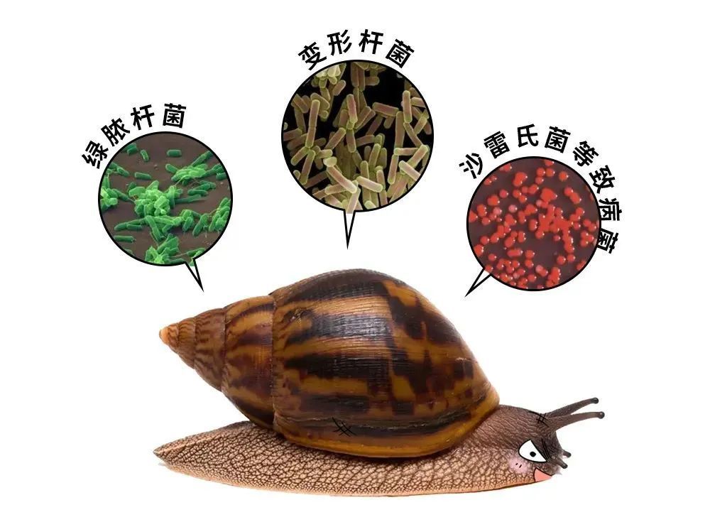 又一新台风或生成!福州人雨后看到这个东西千万别碰! 又一新台风或生成!福州人雨后看到这个东西千万别碰!