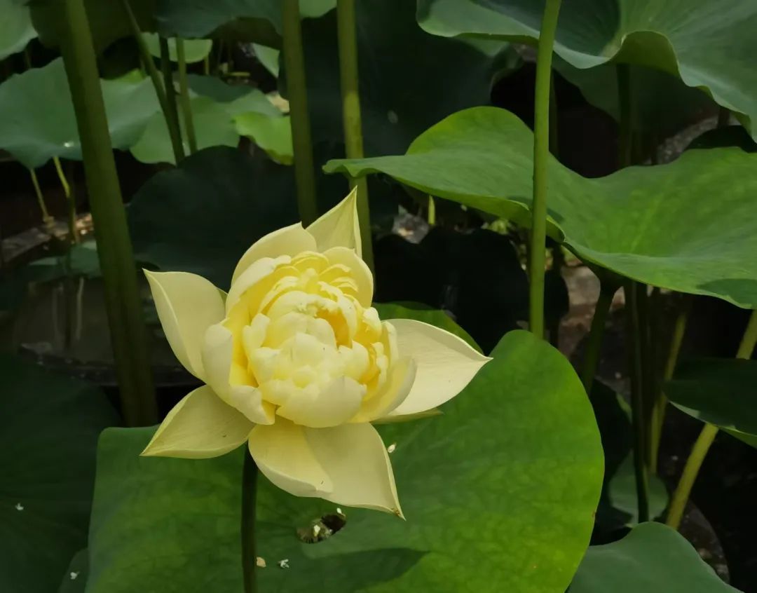 “荷花”喊你来打卡→