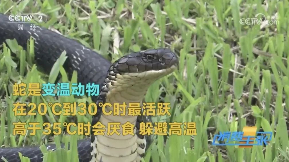 拍死一只虫，竟可能毁容！这个季节应高度警惕！