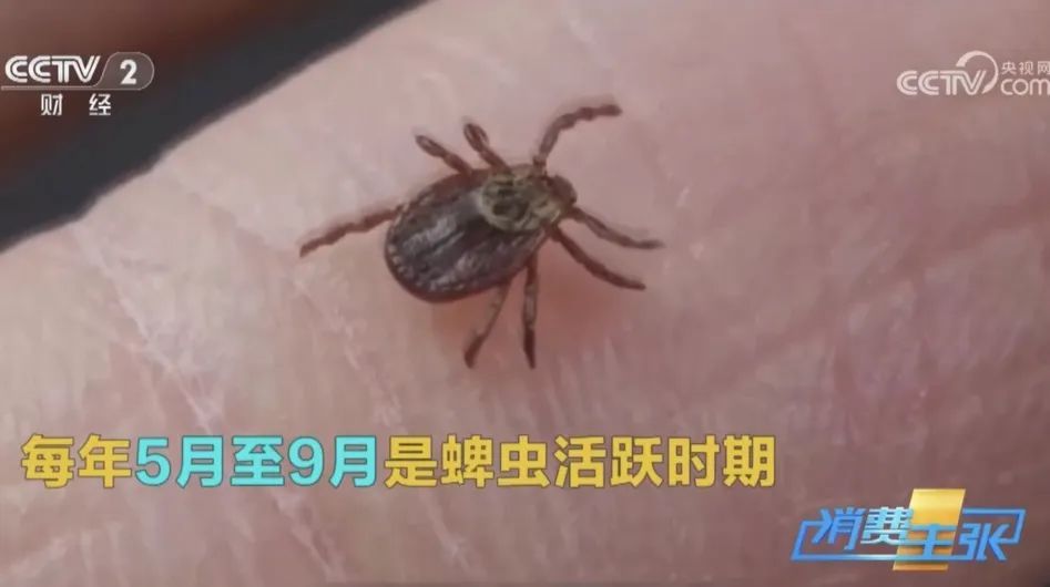 拍死一只虫，竟可能毁容！这个季节应高度警惕！