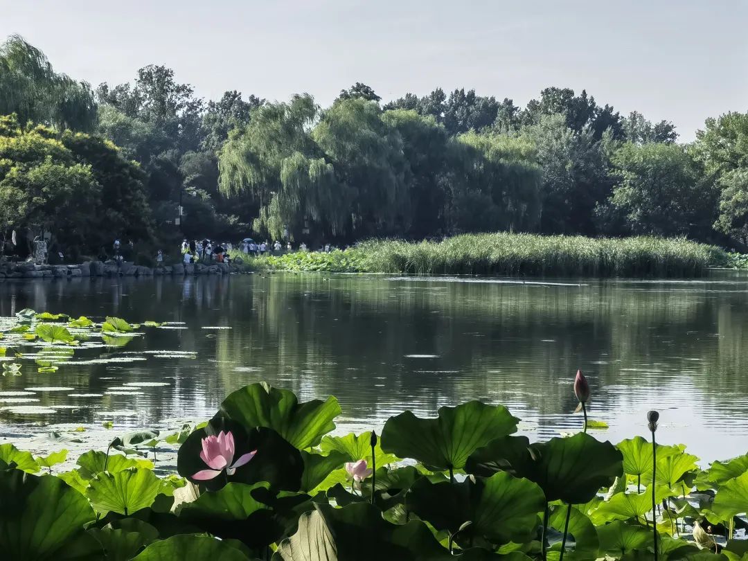 “荷花”喊你来打卡→