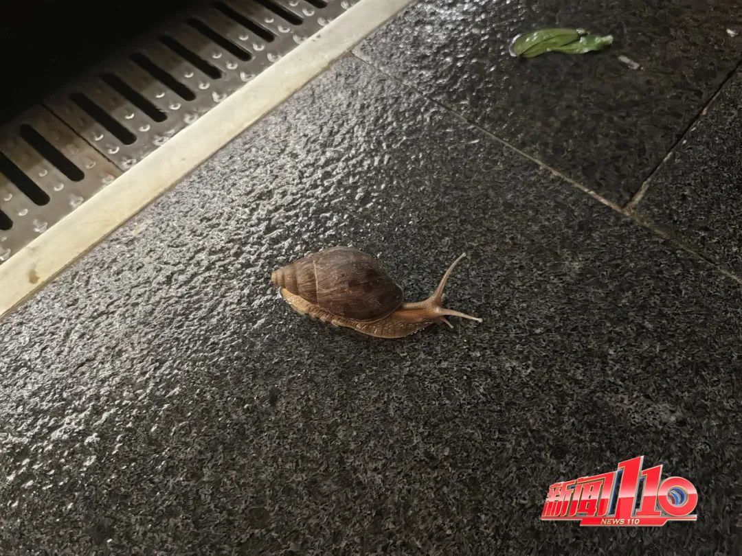 又一新台风或生成!福州人雨后看到这个东西千万别碰! 又一新台风或生成!福州人雨后看到这个东西千万别碰!