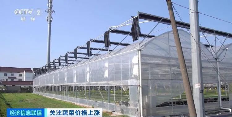 夏季高温多雨致蔬菜价格上涨，未来价格走势如何？业内人士分析→