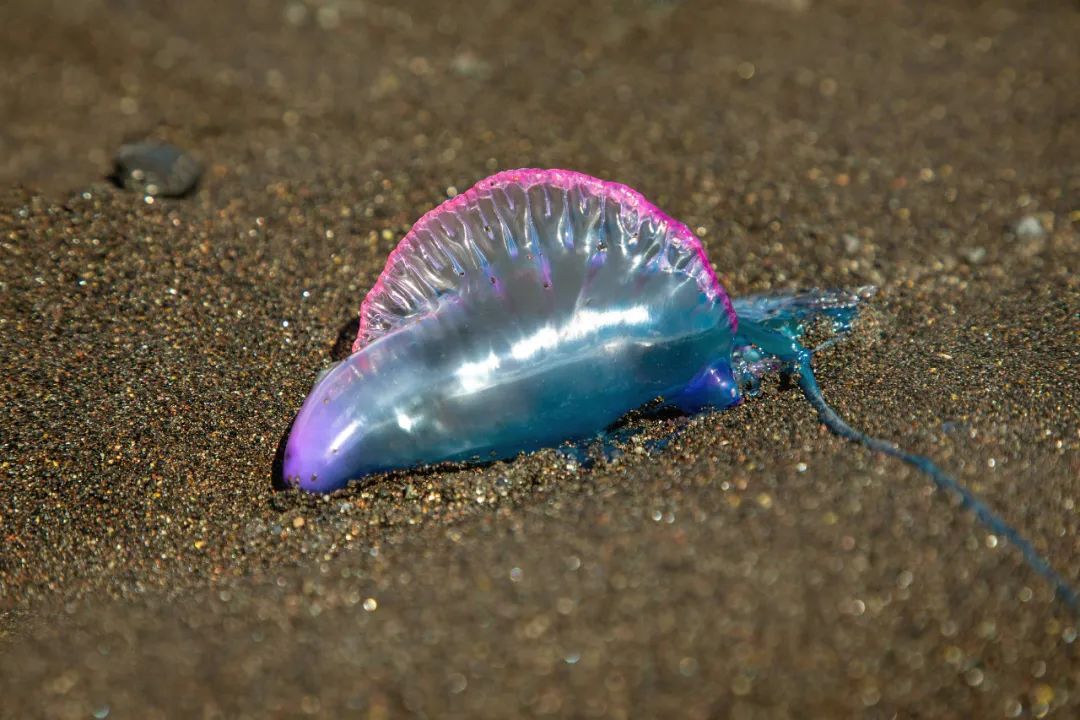 深圳海滩惊现剧毒水母!被蛰伤严重可致命! 深圳海滩惊现剧毒水母!被蛰伤严重可致命!