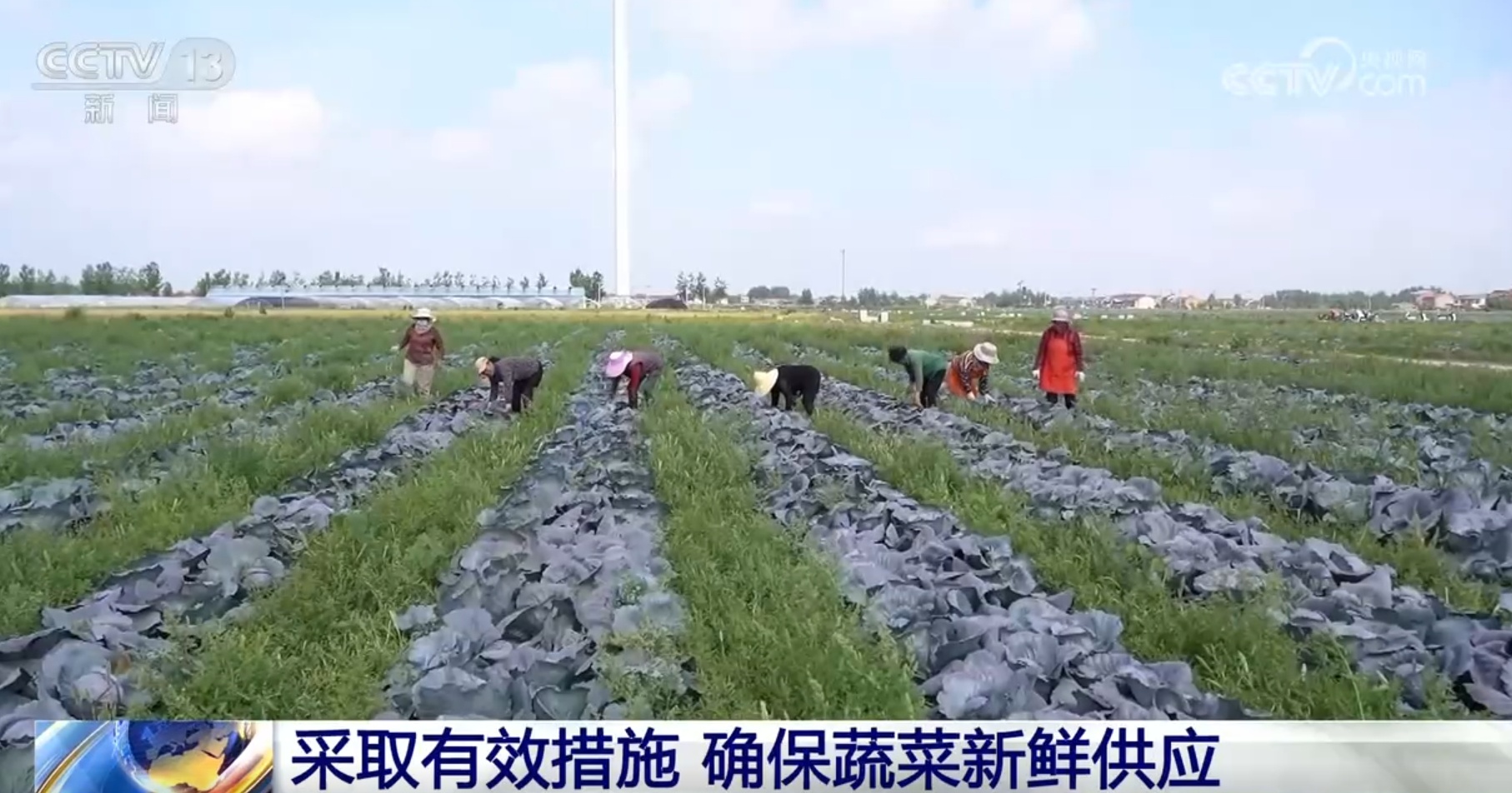 1.06亿亩、3000吨 稳定供应！多措并举全力保障“菜篮子”货足价稳