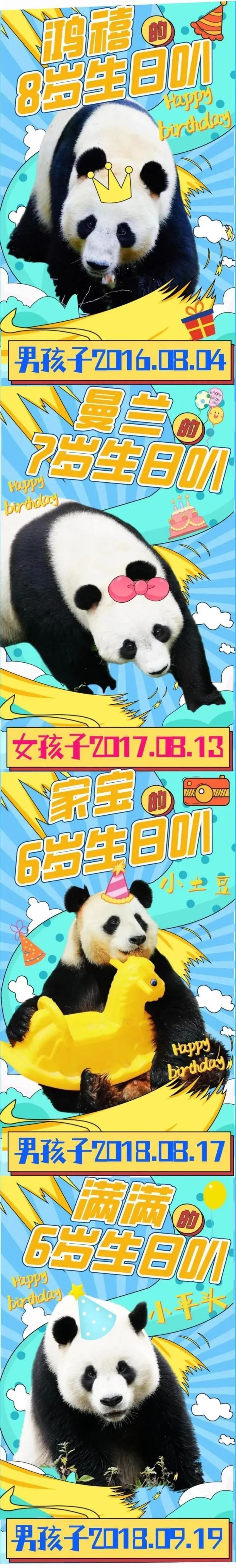 4只大熊猫，兰州集体过生日！