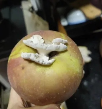 “果菌王”在昆明结果了!原主人已尝鲜 “果菌王”在昆明结果了!原主人已尝鲜