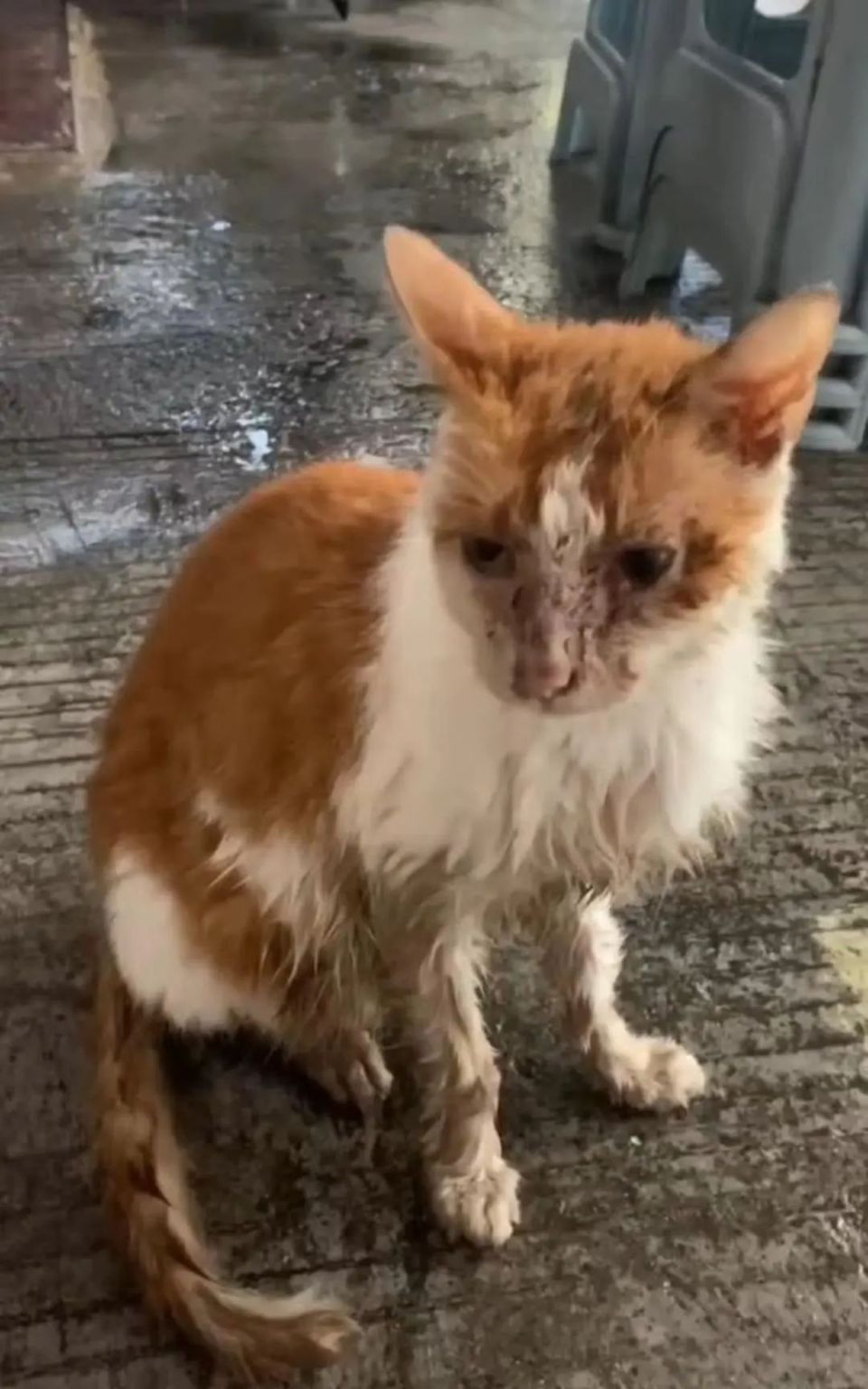 小区流浪猫身中10箭死亡，还有多只猫咪被射伤！嫌疑人已被警方控制