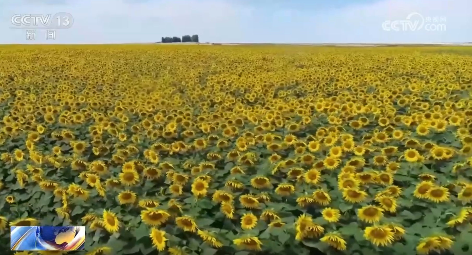 沙漠腹地养海鱼、小瓜子成大产业 “烟火气”中的新疆生机盎然