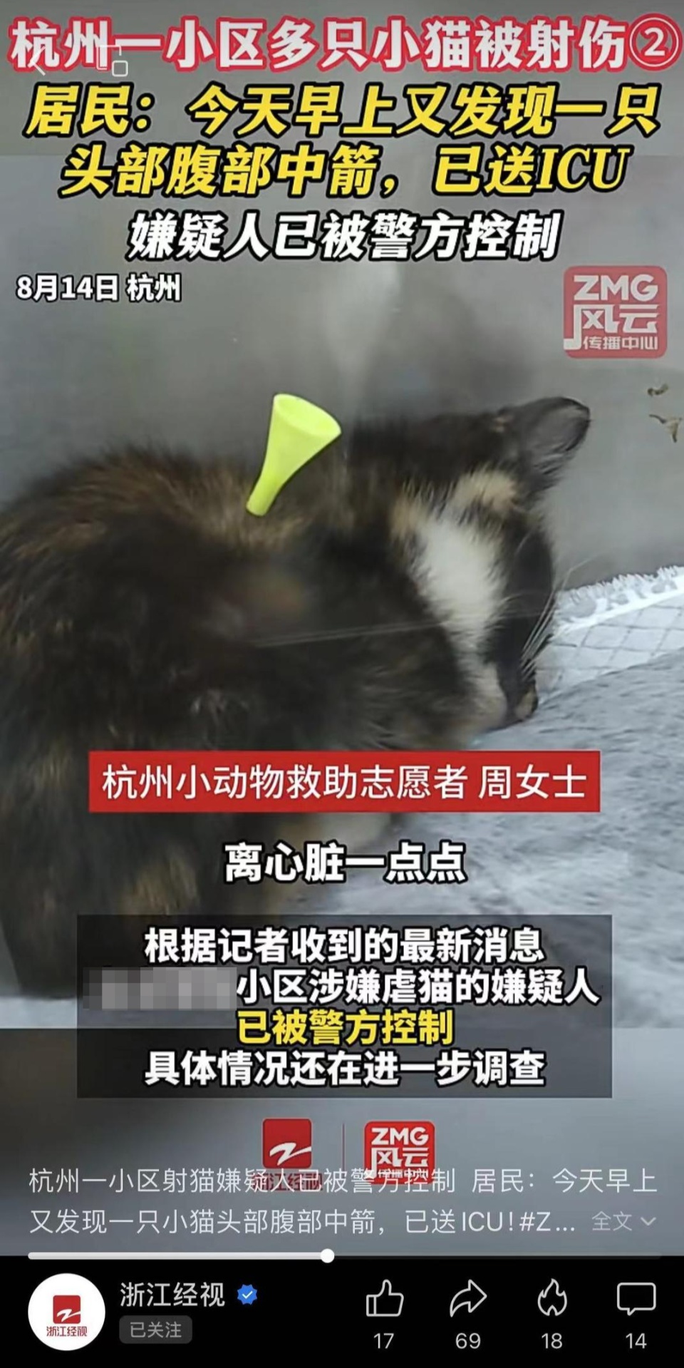 小区流浪猫身中10箭死亡，还有多只猫咪被射伤！嫌疑人已被警方控制