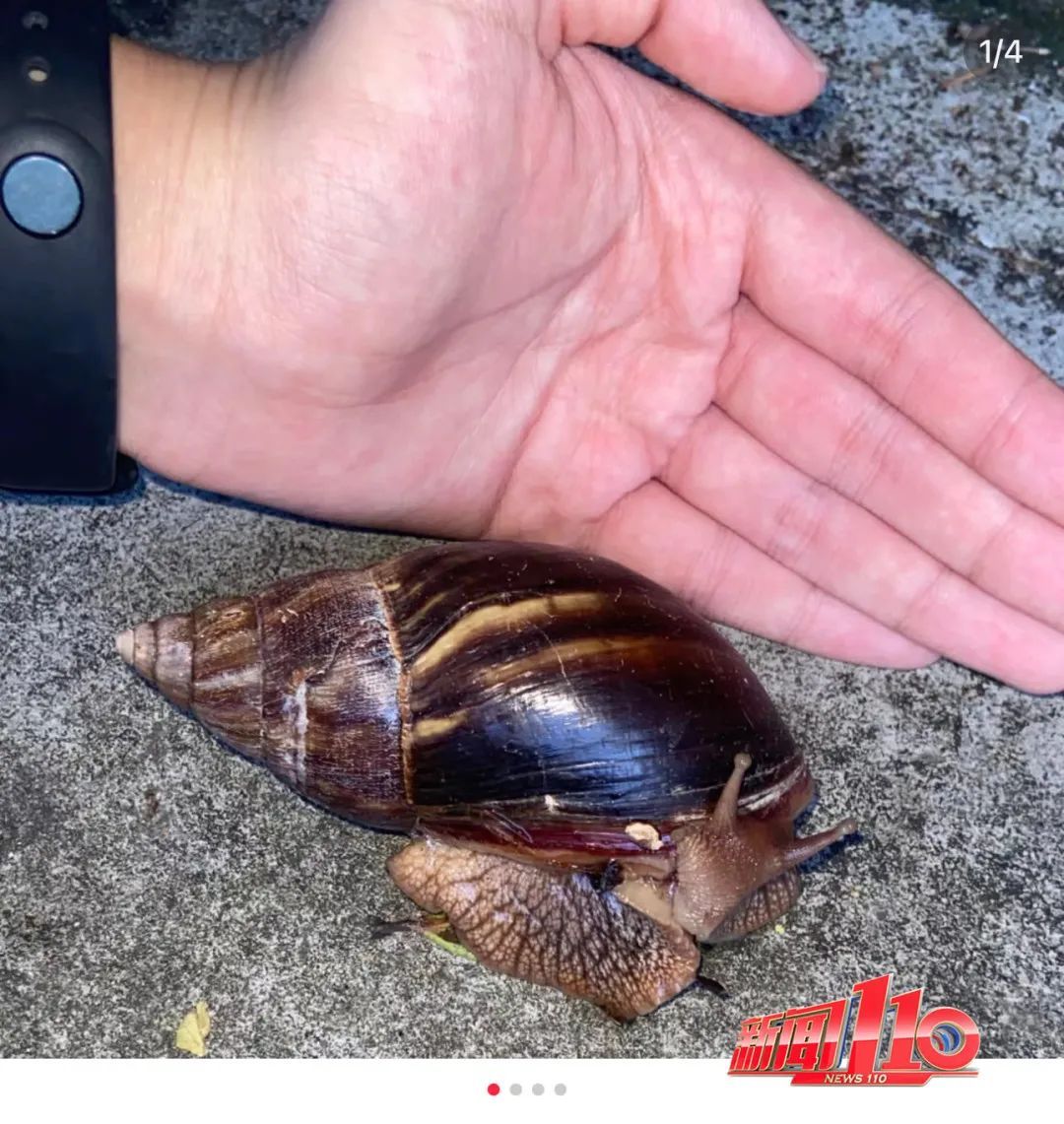 又一新台风或生成!福州人雨后看到这个东西千万别碰! 又一新台风或生成!福州人雨后看到这个东西千万别碰!