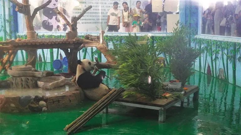 4只大熊猫，兰州集体过生日！