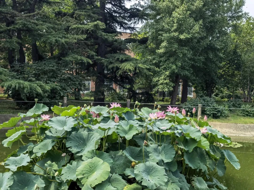 “荷花”喊你来打卡→