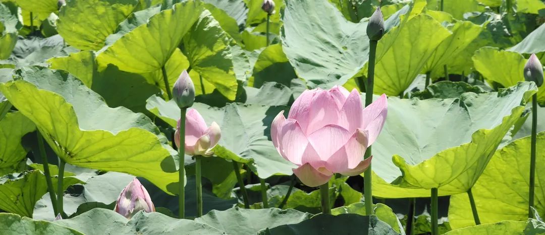 “荷花”喊你来打卡→