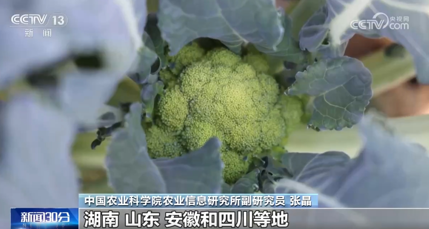 1.06亿亩、3000吨 稳定供应！多措并举全力保障“菜篮子”货足价稳