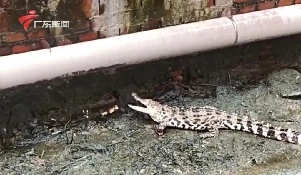 广州一河涌惊现鳄鱼！