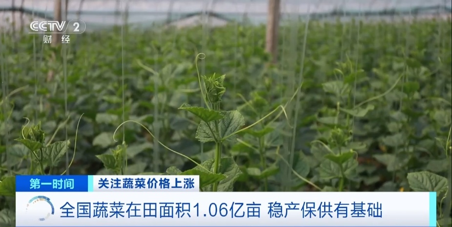 全国多地蔬菜价格持续上扬，黄瓜批发价涨超40%！还会再涨吗？