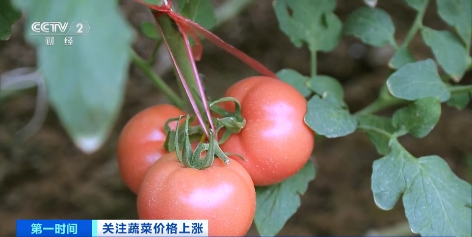 全国多地蔬菜价格持续上扬，黄瓜批发价涨超40%！还会再涨吗？