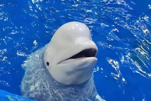 广州一公司拍卖海豚海狮白鲸等26头海洋动物!抵债两千余万元 广州一公司拍卖海豚海狮白鲸等26头海洋动物!抵债两千余万元