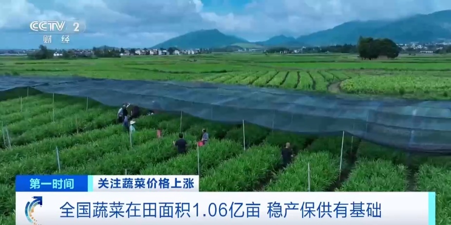 全国多地蔬菜价格持续上扬，黄瓜批发价涨超40%！还会再涨吗？