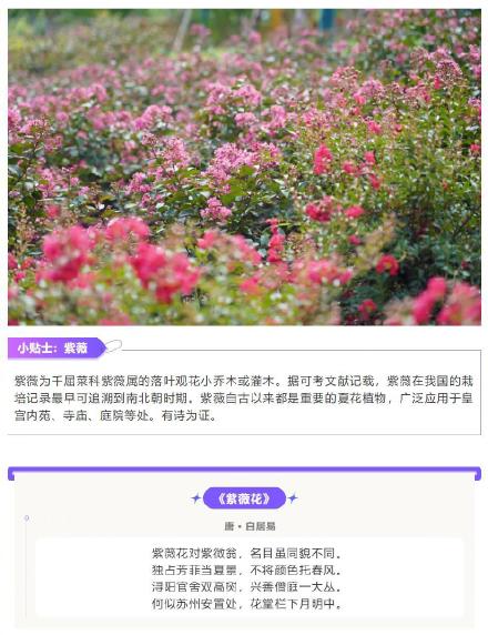 上海首座紫薇园已进入盛花期,一起去打卡吧→ 上海首座紫薇园已进入盛花期,一起去打卡吧→